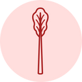 Rhubarb